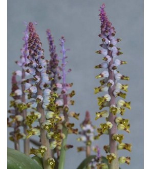 Lachenalia mutabilis