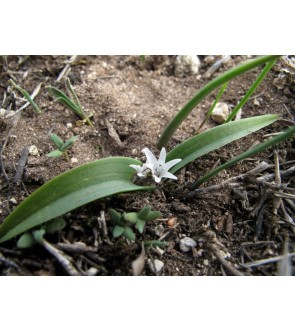 Lachenalia calcicola