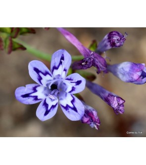 Lapeirousia corymbosa