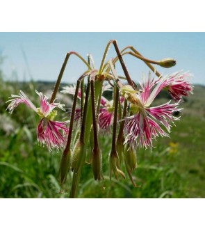 Pelargonium bowkeri