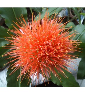 Haemanthus (Scadoxus)...