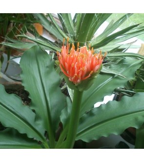 Haemanthus (Scadoxus) multiflorus subsp. Katerinae