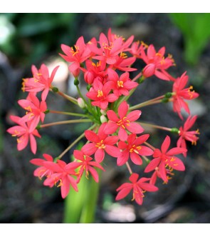 Haemanthus pole-evansii