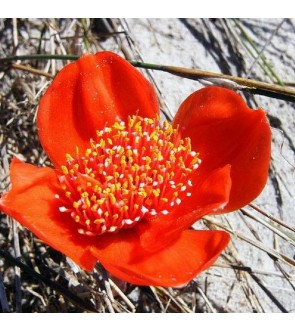 Haemanthus pubescens