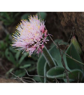 Haemanthus humilis sub...