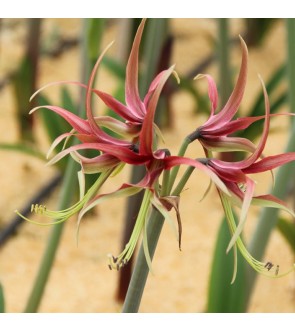 Amaryllis cybister Chico