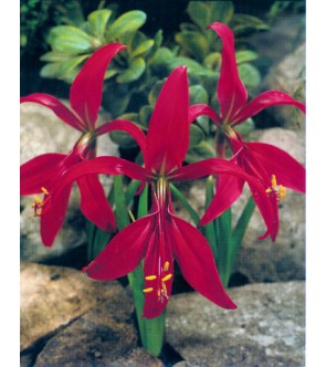 Sprekelia Formosissima