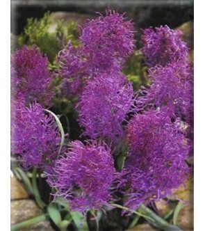 Muscari comosum Plumosum