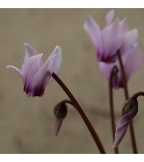 Ciclamino Africanus