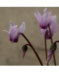 Ciclamino Africanus
