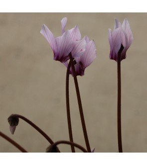Ciclamino Africanus
