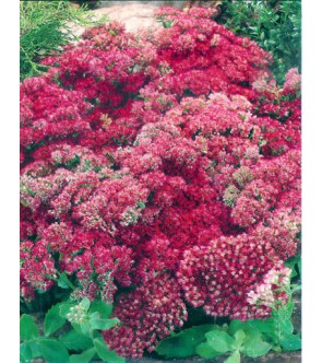 Sedum Autumn Joy