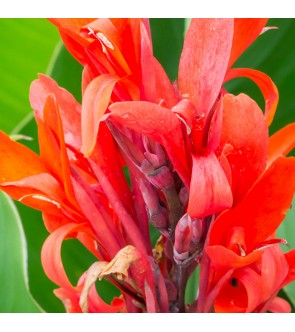 Canna indica Robert Kemp