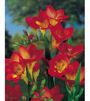 Fresie Semplici Rossa Red Lion