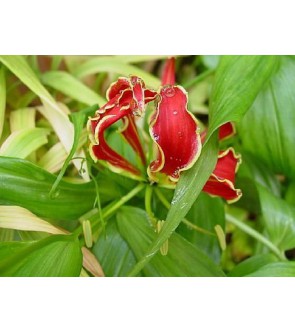 Gloriosa carsonii