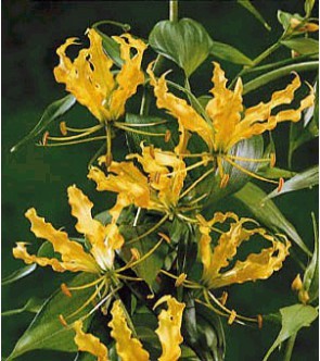 Gloriosa superba lutea