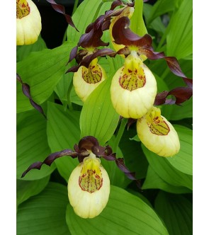 Cypripedium Emil
