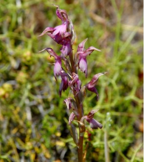 Anacamptis sancta