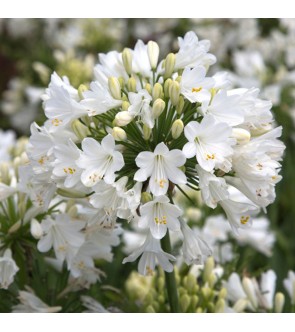 Everpanthus Ever White