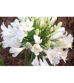 Everpanthus Ever White