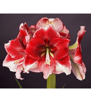 Amaryllis American Dream NUOVO