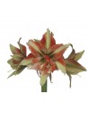 Amaryllis doppio Bentley Nuovo