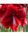 Amaryllis Daphne