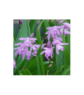 Bletilla striata