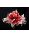 Amaryllis Flamed Amadeus