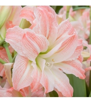 Amaryllis doppio Giant Amadeus