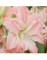 Amaryllis doppio Giant Amadeus