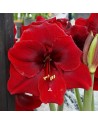 Amaryllis Grand Diva