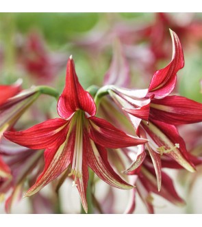 Amaryllis cybister Quito