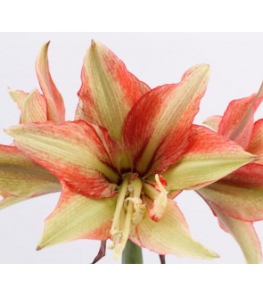 Amaryllis doppio Bentley Nuovo