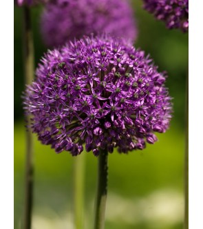 Allium Statos