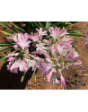 Blush Pink SUPER NOVITA'