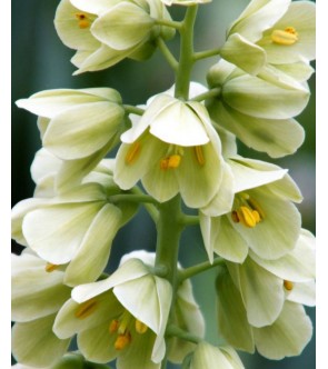 Fritillaria Persica Ivory...