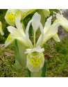 Iris reticulata Katarines Gold