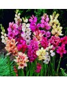 Ixia miscuglio
