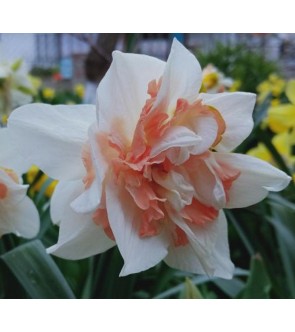 Narciso doppio Candy Princess