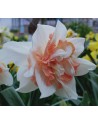 Narciso doppio Candy Princess