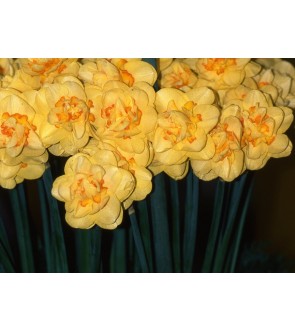 Narciso All In NUOVO