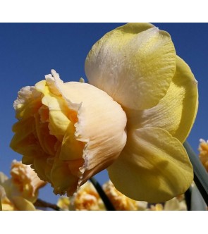 Narciso doppio Art Perfume...