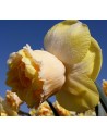 Narciso doppio Art Perfume...