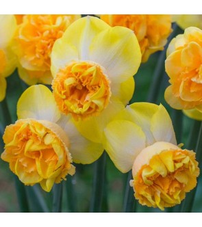 Narciso doppio Art Perfume NOVITA'