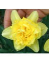 Narciso doppio Dick Wilden