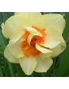 Narciso doppio Double Fashion