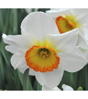 Narciso a coppa larga...