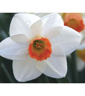 Narciso a coppa larga Fragrant Rose Nuovo