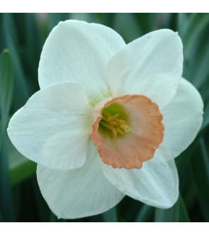 Narciso a coppa larga...